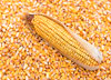 Corn for grain
