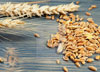 Wheat